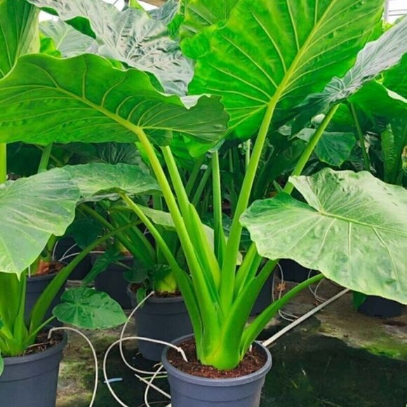 (SMALL BABY Bulbs ) Colocasia Esculenta Elephant Ear 1 Bulb - Picture 1 of 4